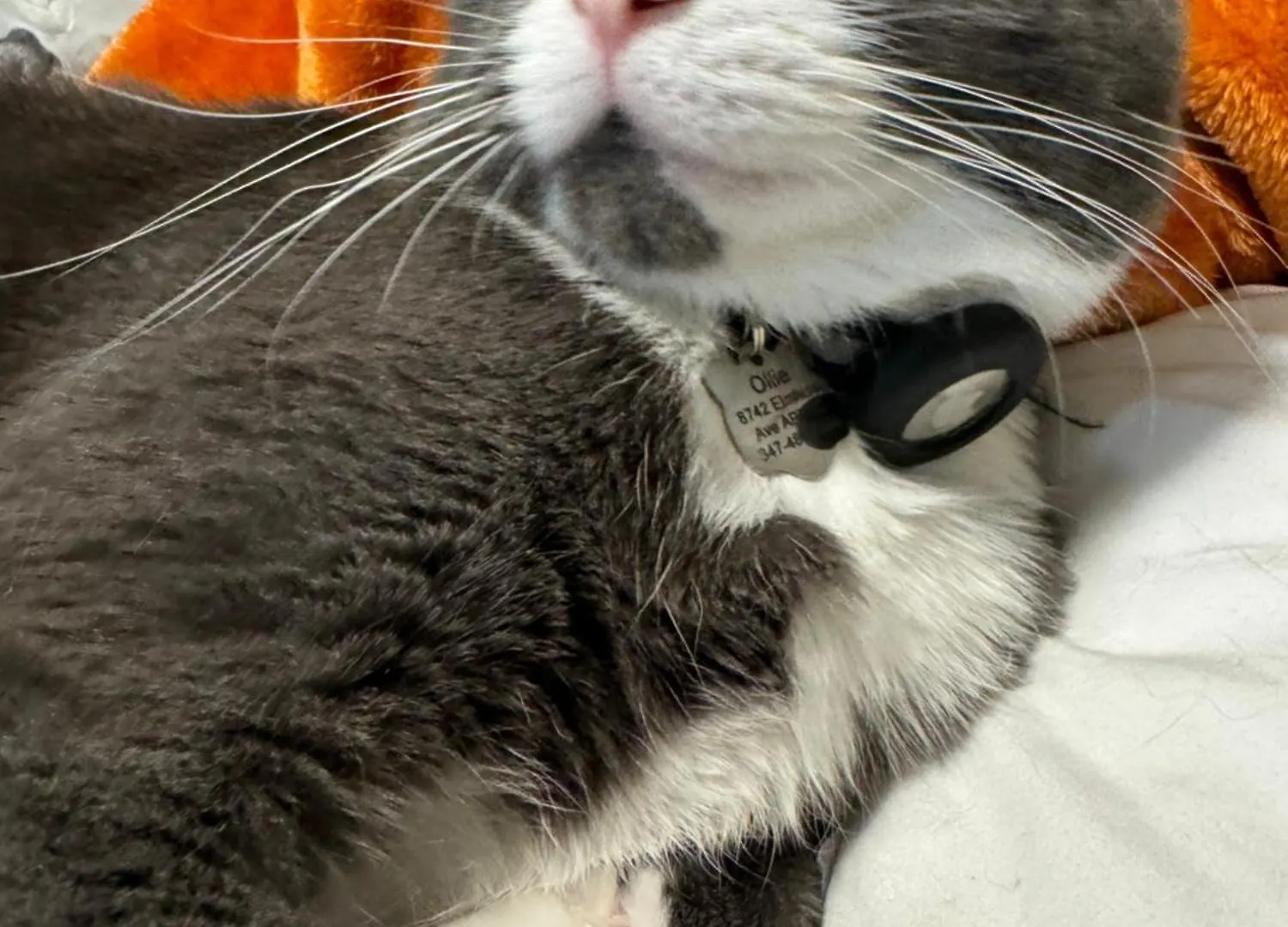 Apartment Cat Room By Delicate Stays Living Room Conversion Shared Space Room Only Cat Friendly Only 25 Min To Time Square New York United States